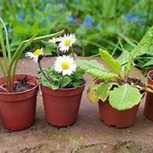 Pflanzentauschb&ouml;rse